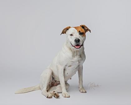 Enlarge Brittany, an adoptable mixed breed in Inverness, FL image 2/2