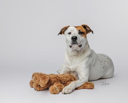 Brittany, adoptable, Young Female American Bulldog & Parson Russell Terrier.