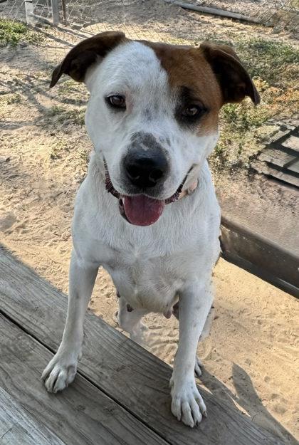 Brittany, a ADOPTABLE mixed breed in Inverness, FL image 1/2