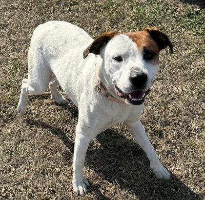 Brittany, a ADOPTABLE mixed breed in Inverness, FL image 2/2