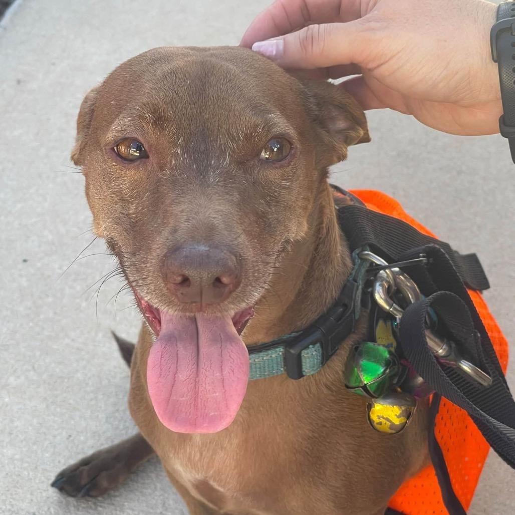 Rudy, Adoptable, Adult Male Dachshund & Mixed Breed.