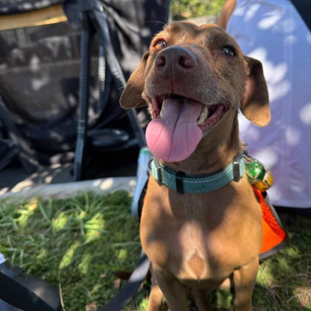 Enlarge Rudy, a Adoptable mixed breed in Lutz, FL image 2/4