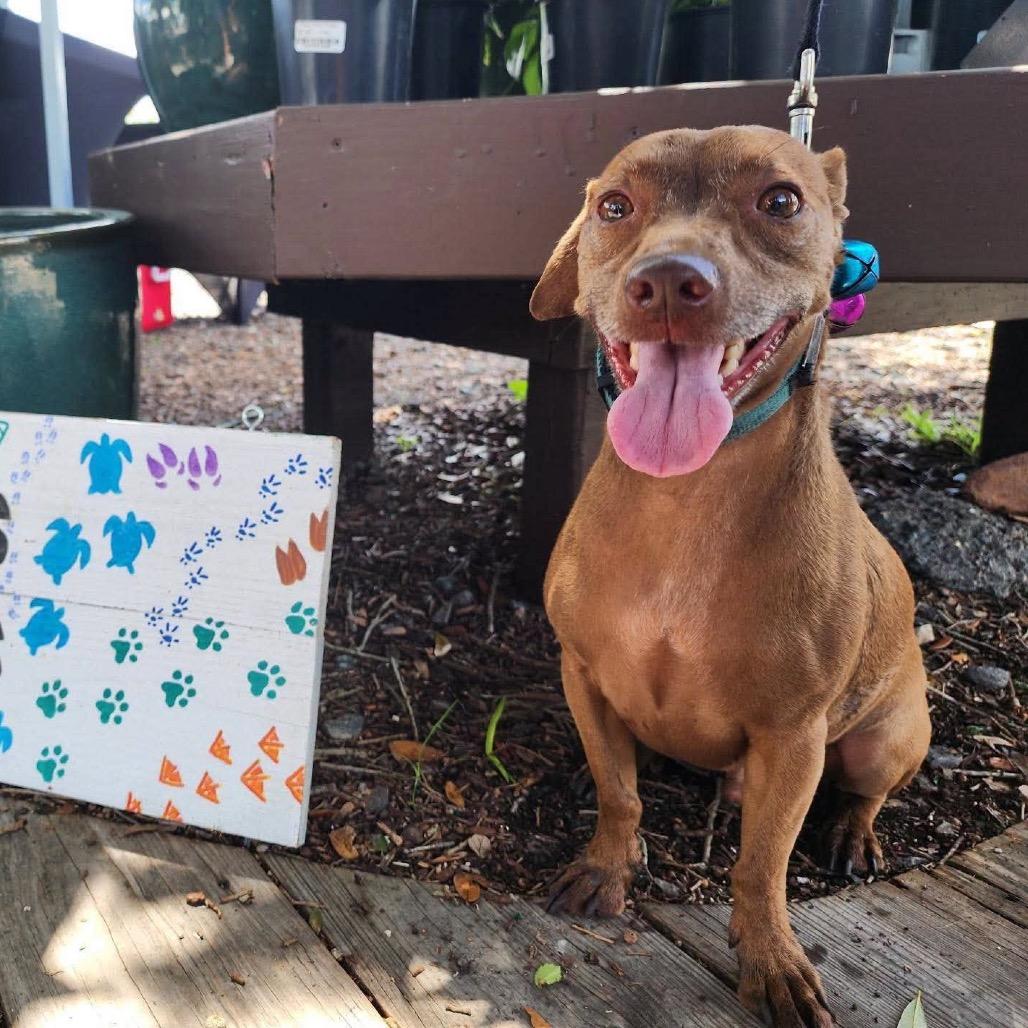 Enlarge Rudy, a Adoptable mixed breed in Lutz, FL image 3/4