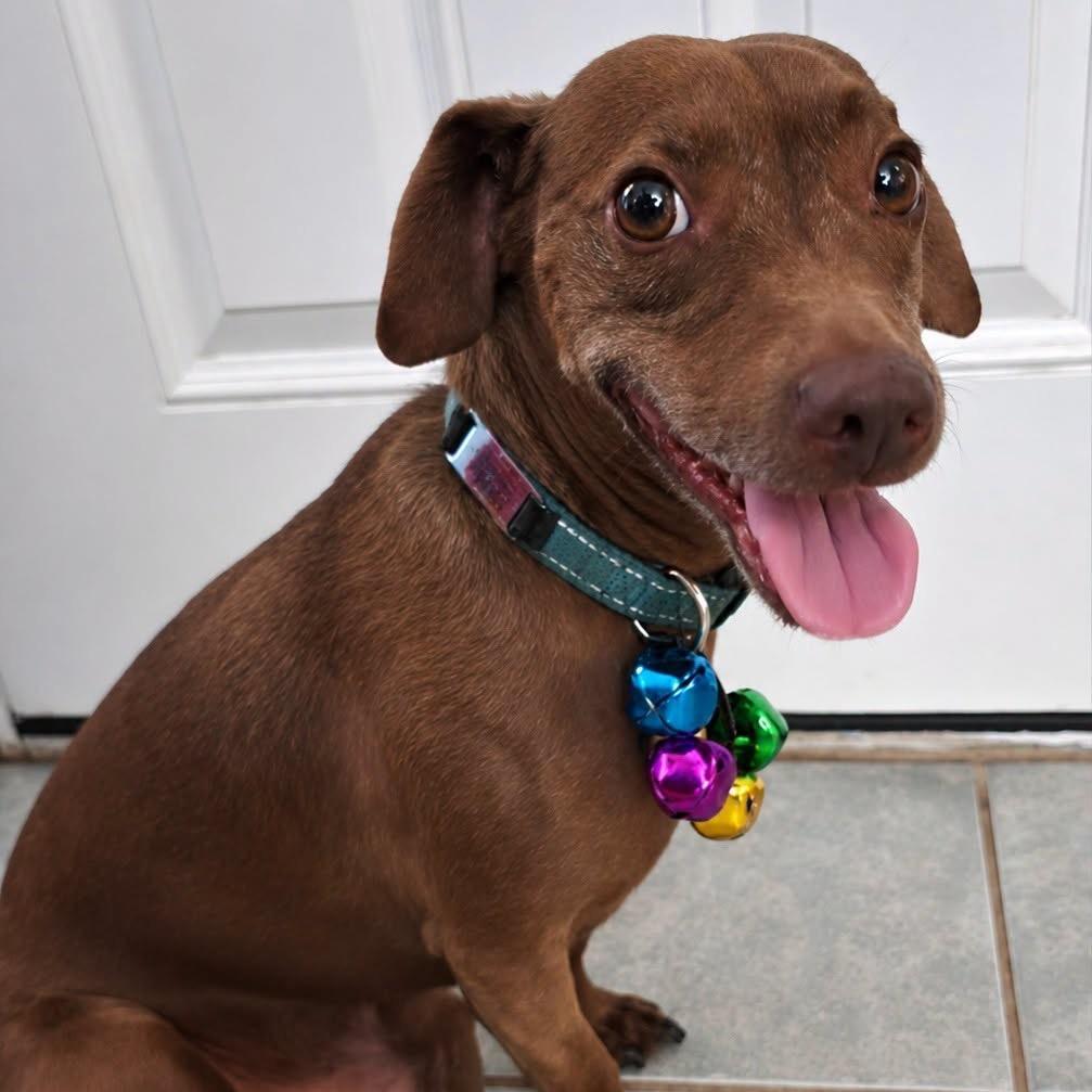 Enlarge Rudy, a Adoptable mixed breed in Lutz, FL image 4/4