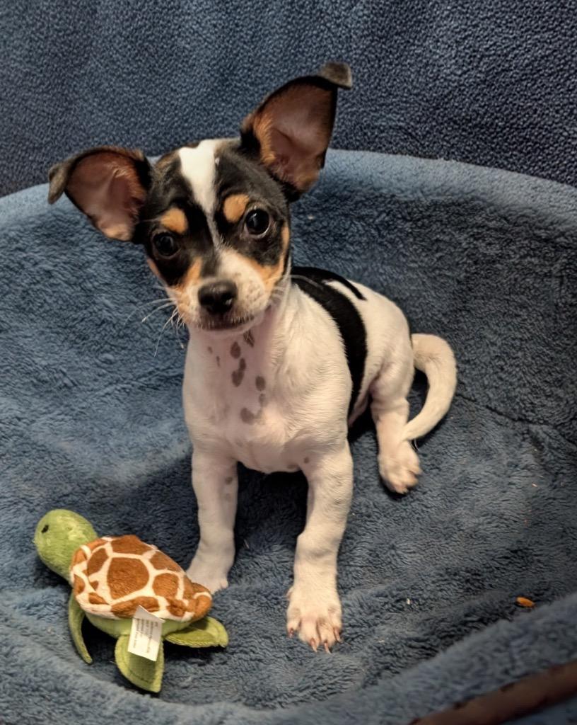 Enlarge Panzerati, a Adopted mixed breed in Fort Myers, FL image 1/2