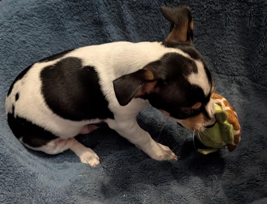 Enlarge Panzerati, a Adopted mixed breed in Fort Myers, FL image 2/2