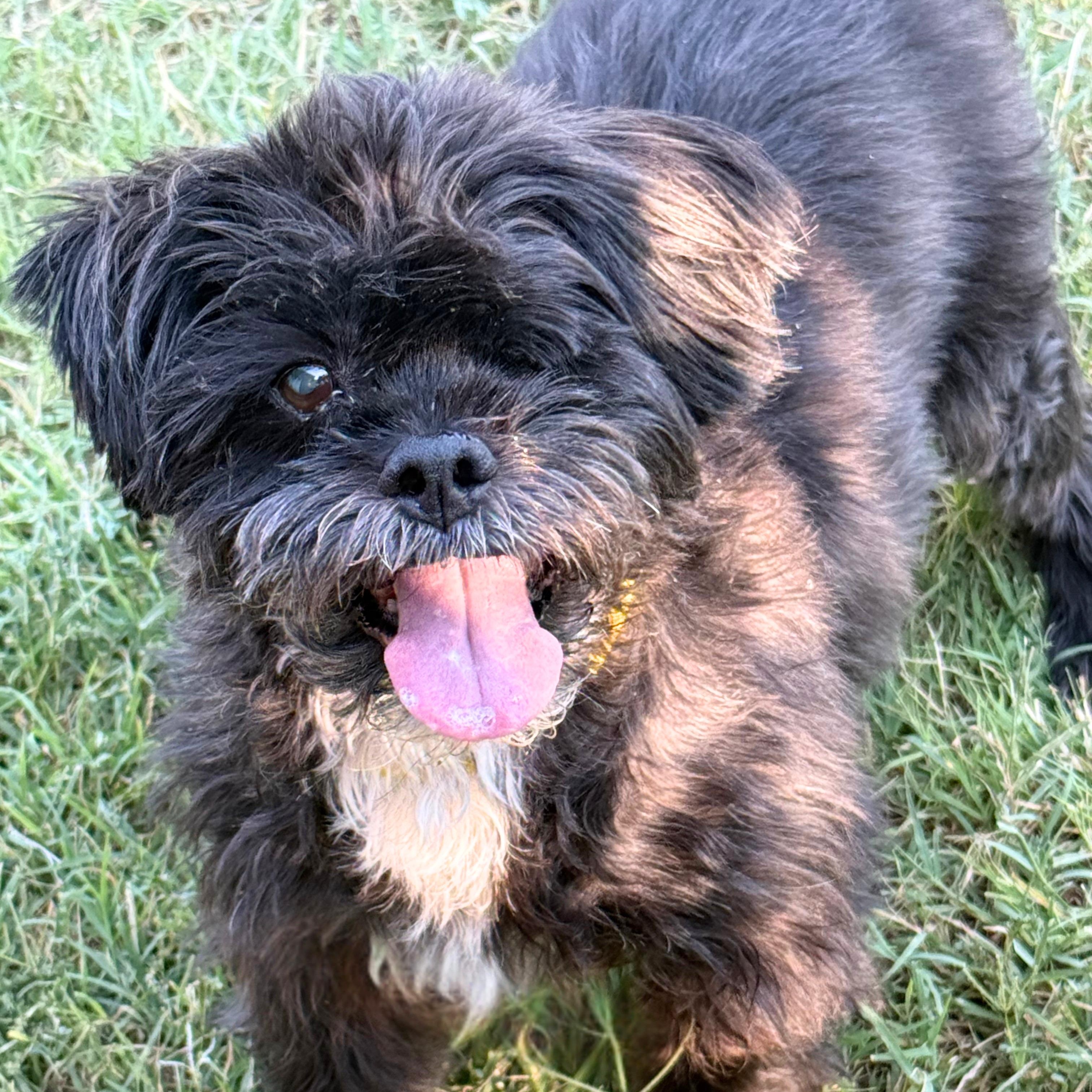 Enlarge EWOK, an adopted mixed breed in Baltimore, MD image 1/6
