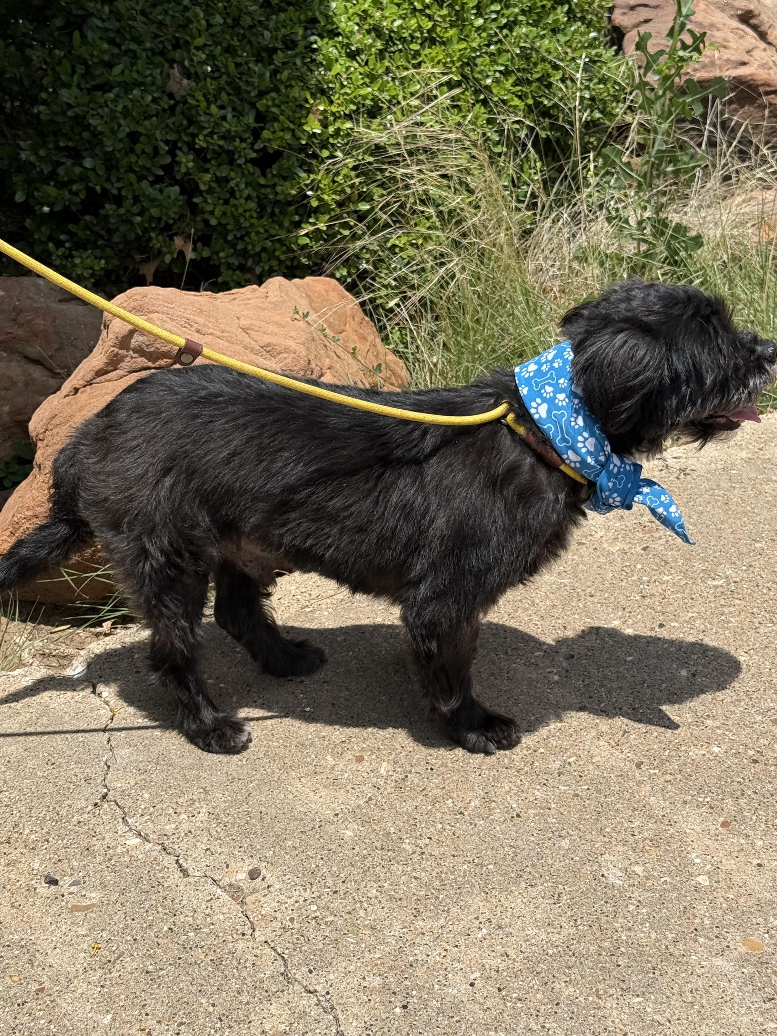 Enlarge EWOK, an adopted mixed breed in Baltimore, MD image 5/6