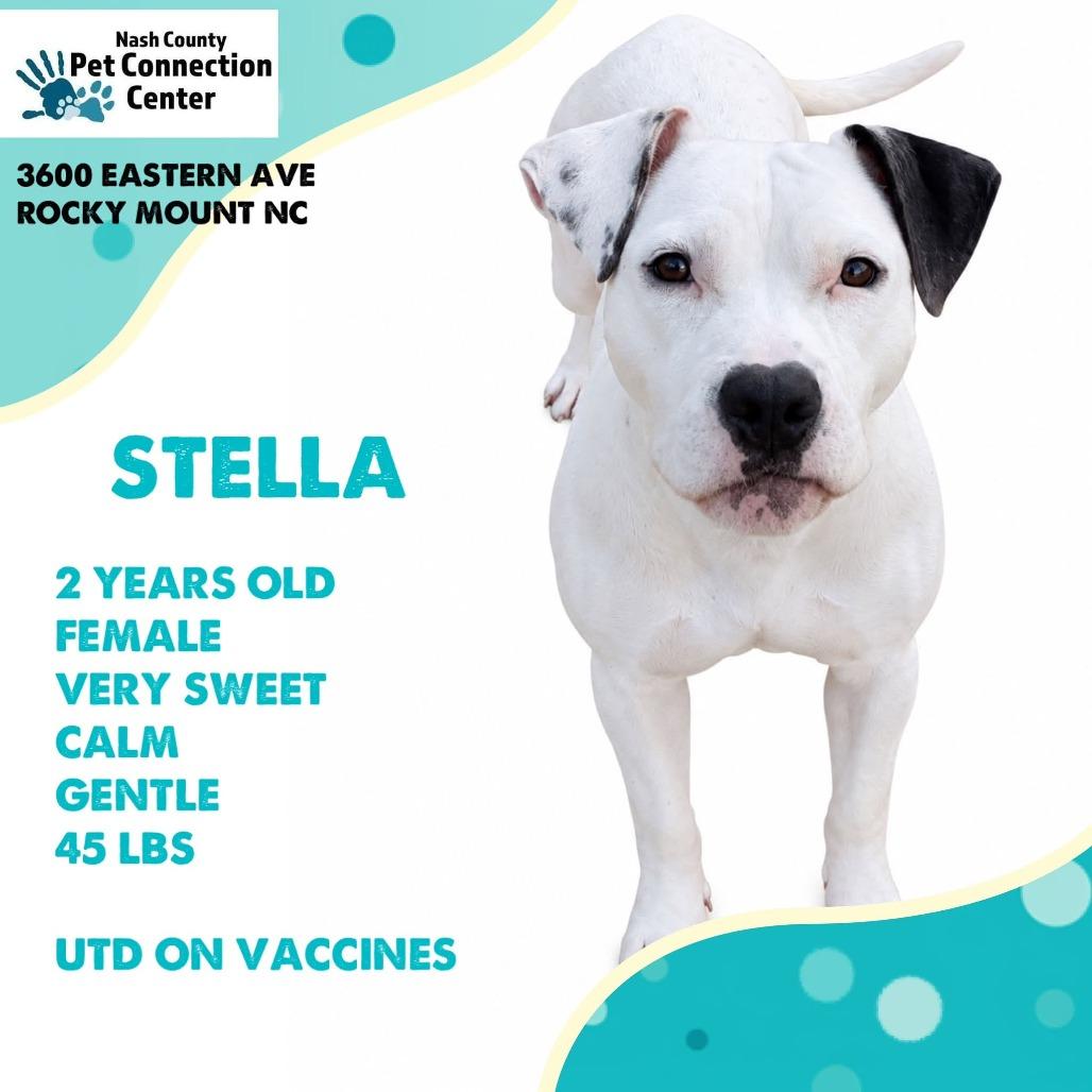 STELLA Available NOW - ADOPTION or RESCUE!, Adoptable, Adult Female Mixed Breed.
