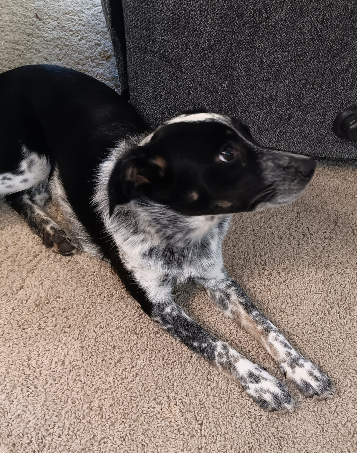 Dog for adoption Bingo!!, an Australian Cattle Dog / Blue Heeler in