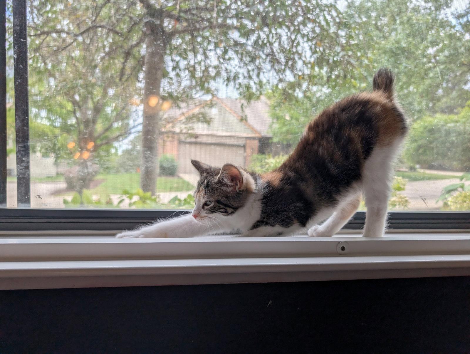 Libby, ADOPTABLE, Kitten • Female, American Bobtail & Calico.