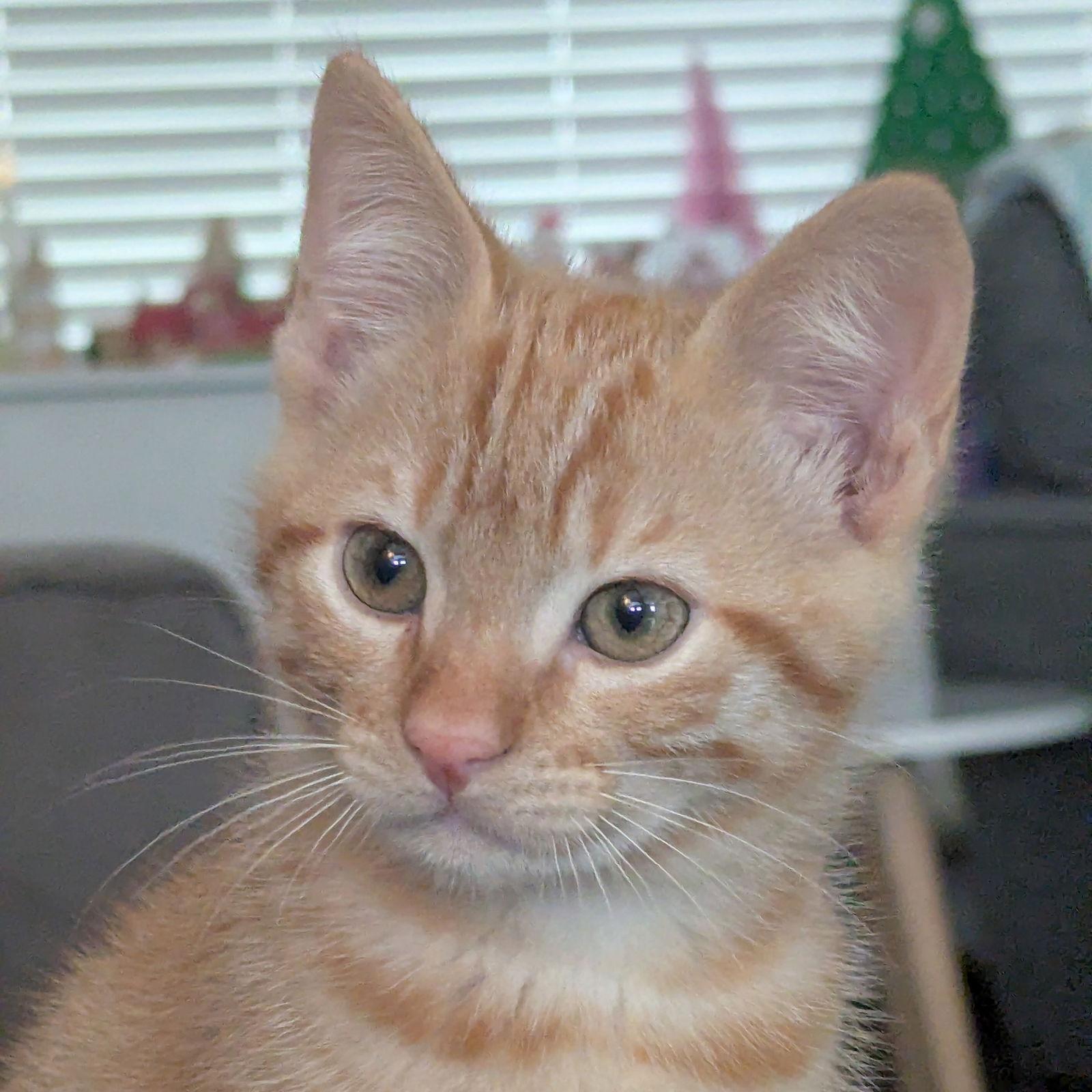 Pumpkin, Adopted, Kitten Male Domestic Short Hair.