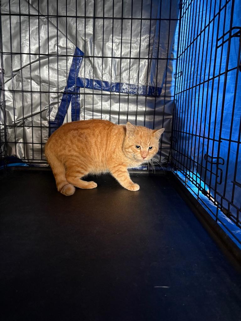 Beans, Adoptable, Young Male Domestic Short Hair.