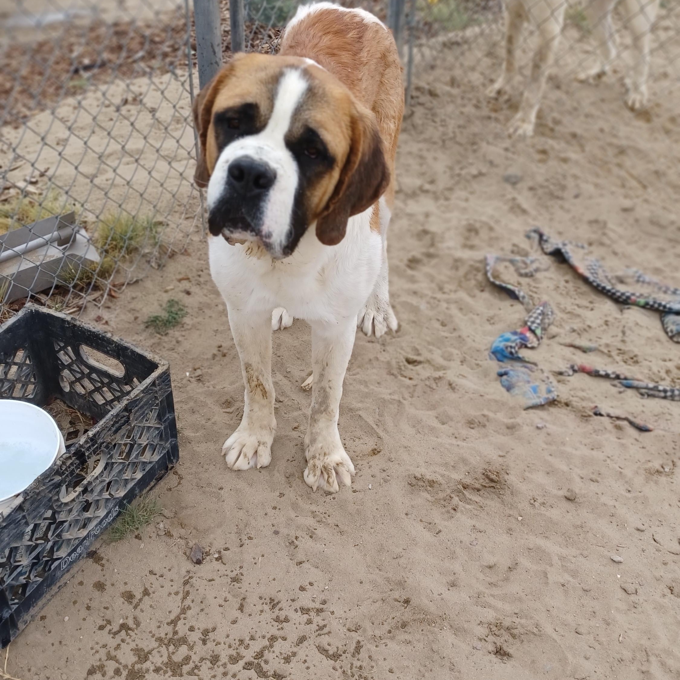 SLASH, Adoptable, Young Male Saint Bernard.