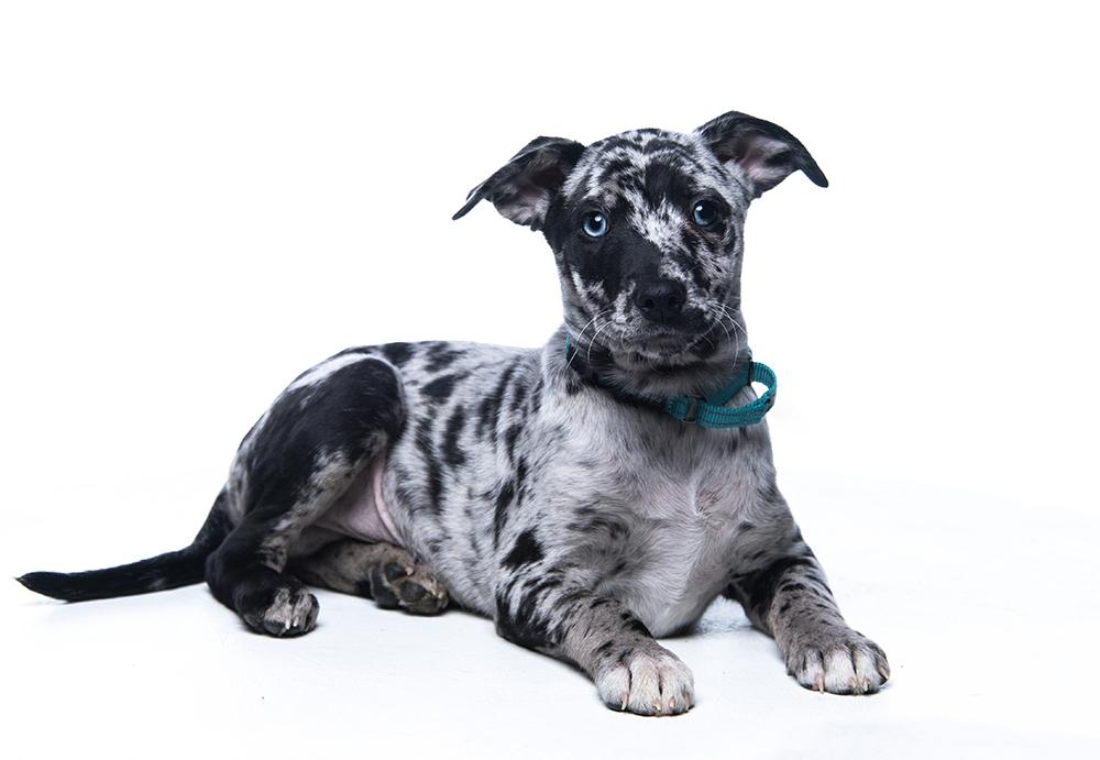 Sinatra, a Adoptable mixed breed in Edison, NJ image 3/5