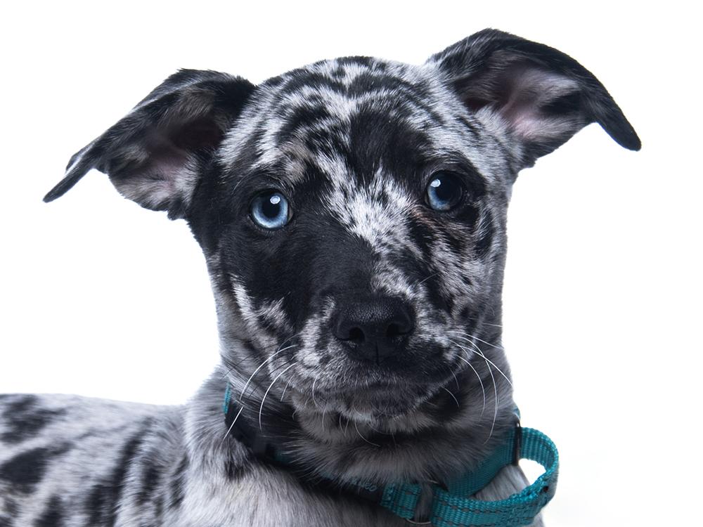 Sinatra, Adoptable, Puppy Male Catahoula Leopard Dog & Labrador Retriever.