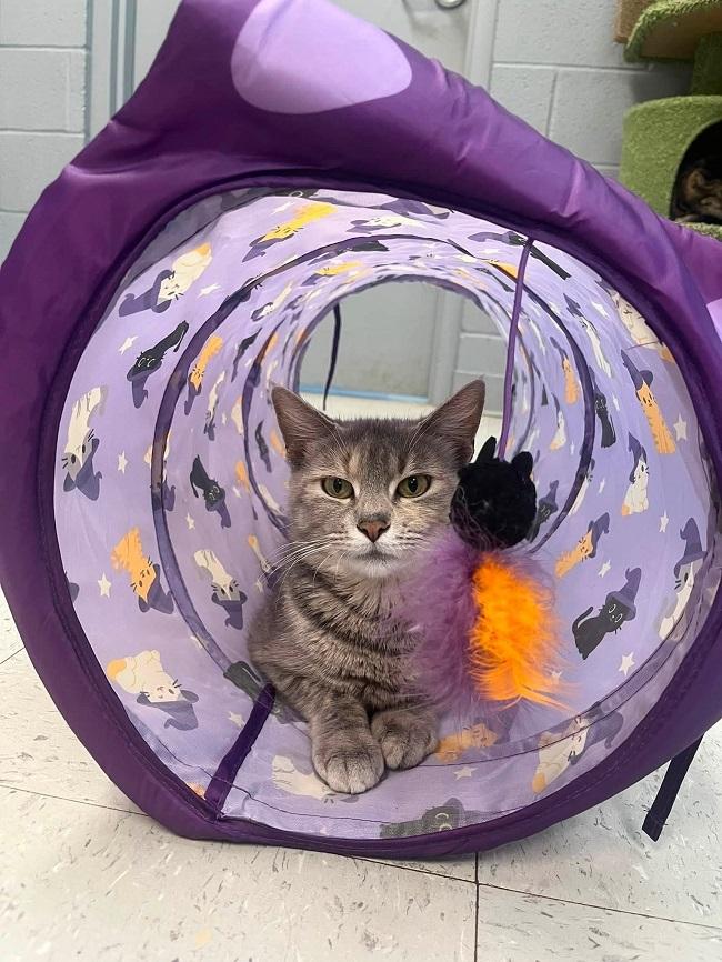 CONTRACTION, ADOPTABLE, Adult Female Domestic Short Hair.
