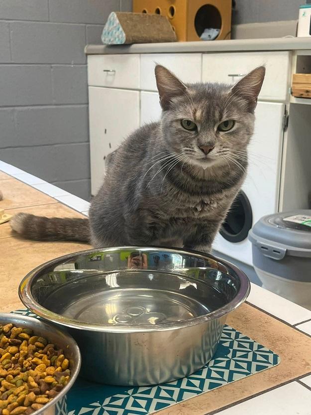 Enlarge CONTRACTION, a ADOPTABLE Domestic Short Hair in Pegram, TN image 6/6