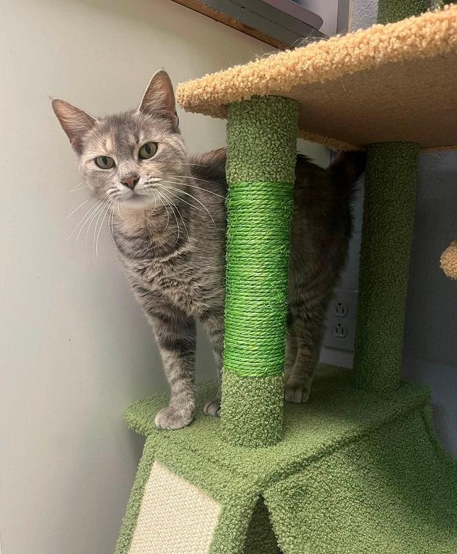 Enlarge CONTRACTION, a ADOPTABLE Domestic Short Hair in Pegram, TN image 4/6