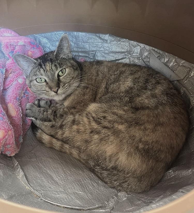 Enlarge CONTRACTION, a ADOPTABLE Domestic Short Hair in Pegram, TN image 3/6
