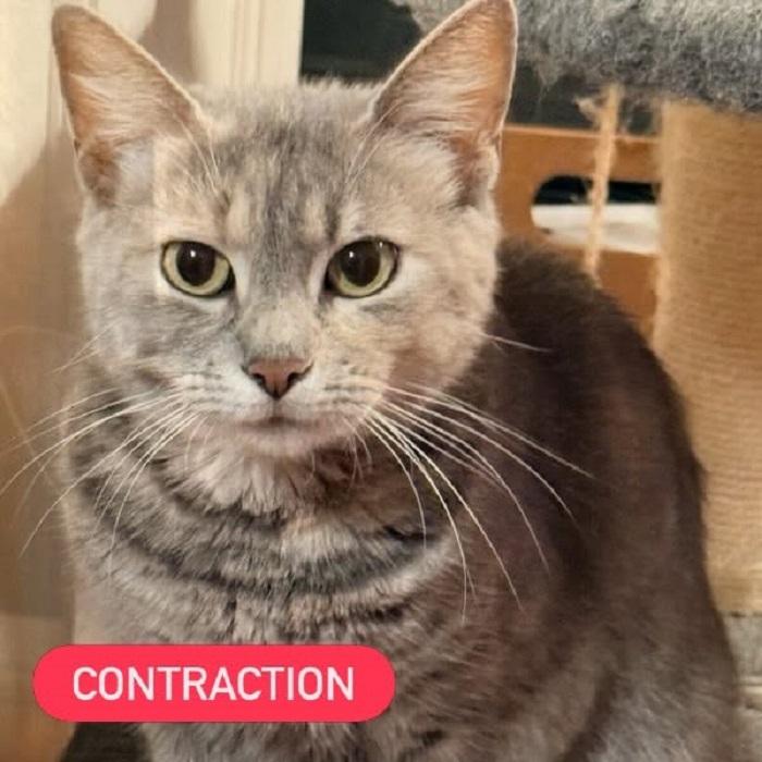Enlarge CONTRACTION, a ADOPTABLE Domestic Short Hair in Pegram, TN image 5/6