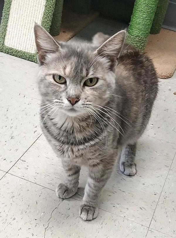 Enlarge CONTRACTION, a ADOPTABLE Domestic Short Hair in Pegram, TN image 2/6