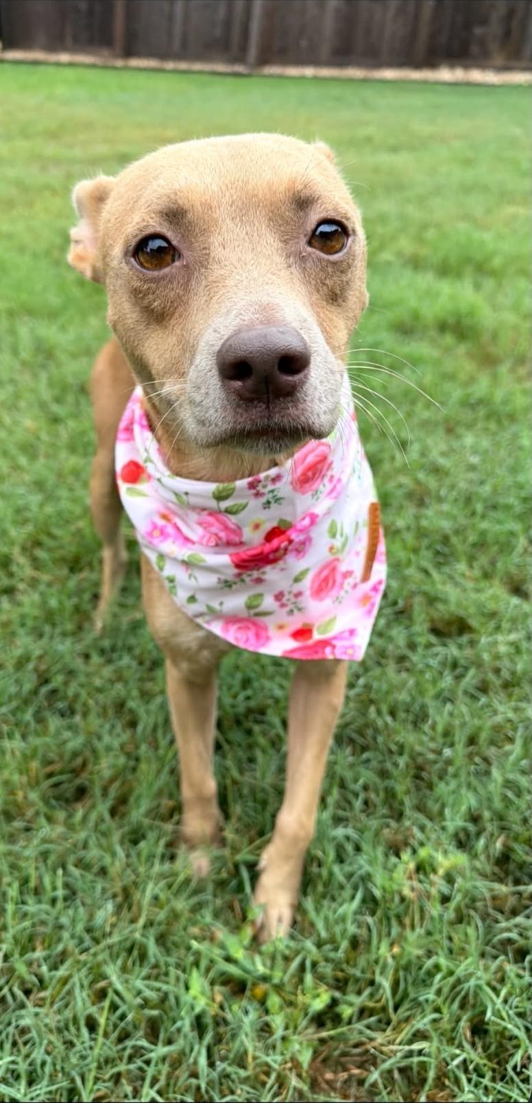 Noel, Adoptable, Adult Female Fox Terrier & Basenji.
