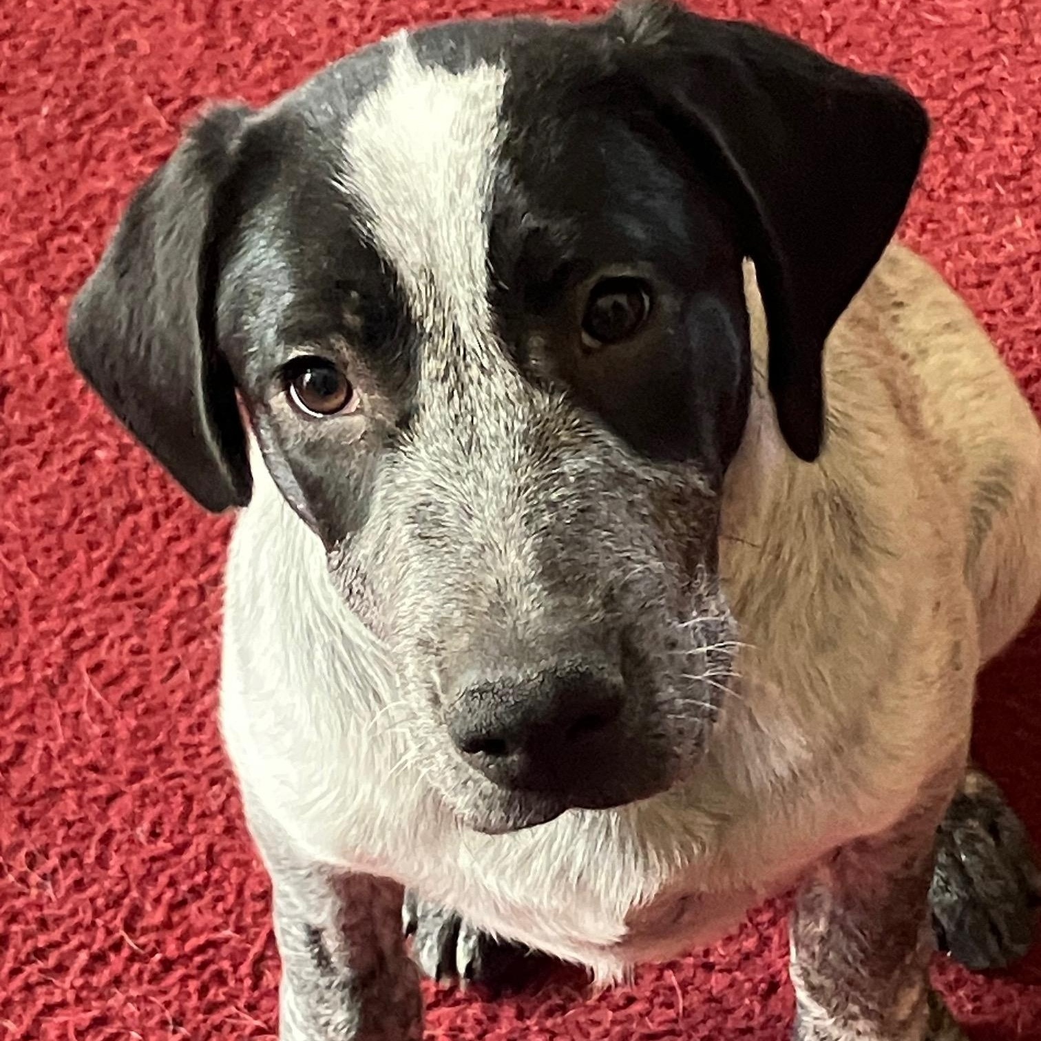 Wilma, an adopted mixed breed in Cincinnati, OH image 3/4