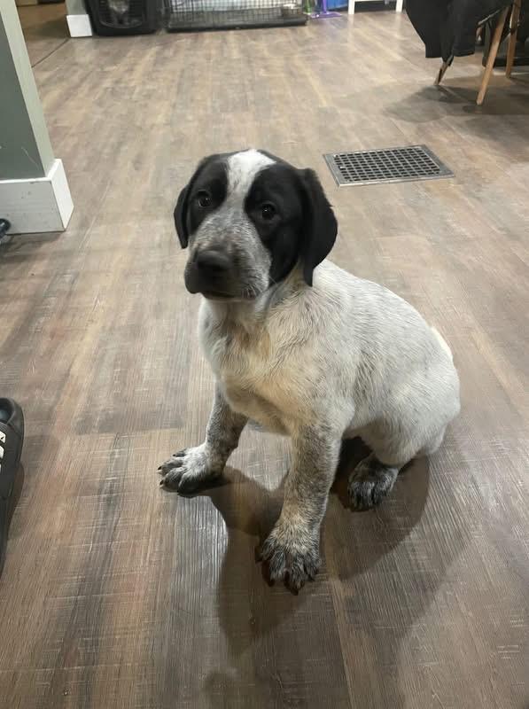 Wilma, adopted, Puppy Female Australian Cattle Dog / Blue Heeler & Hound.