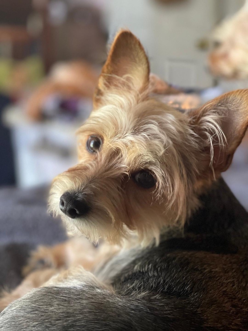 Enlarge Riley, a Adopted Yorkshire Terrier in Miami, FL image 1/1