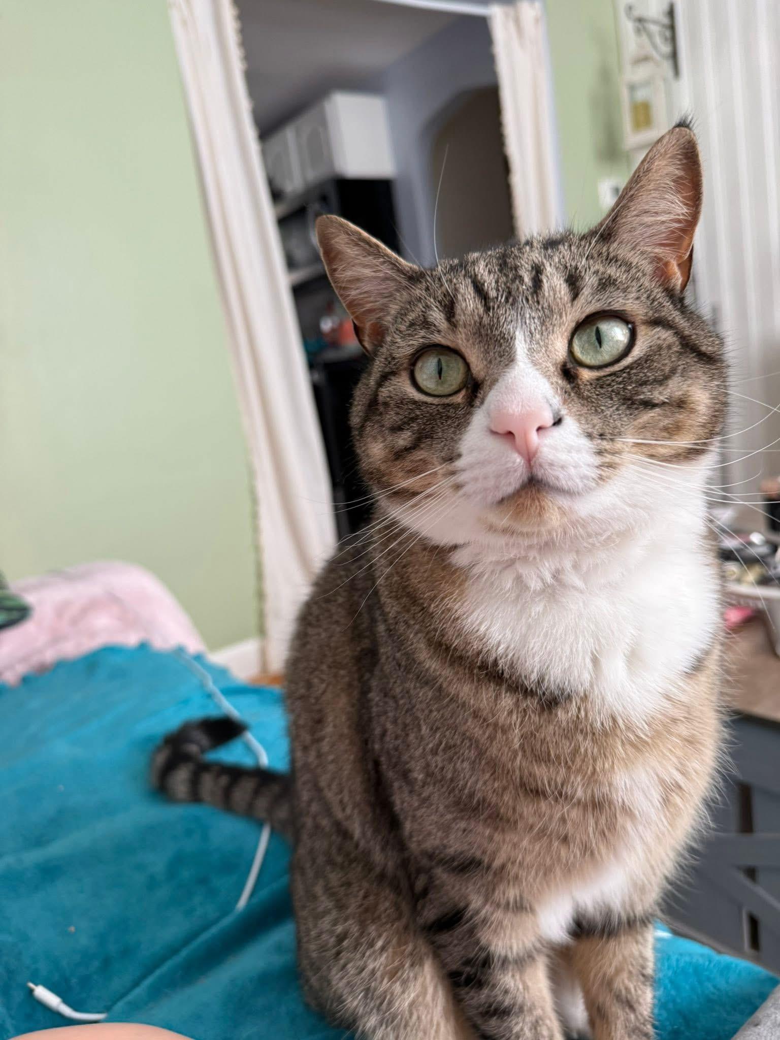 Squirt, an adopted Domestic Short Hair in Enfield, CT image 4/5