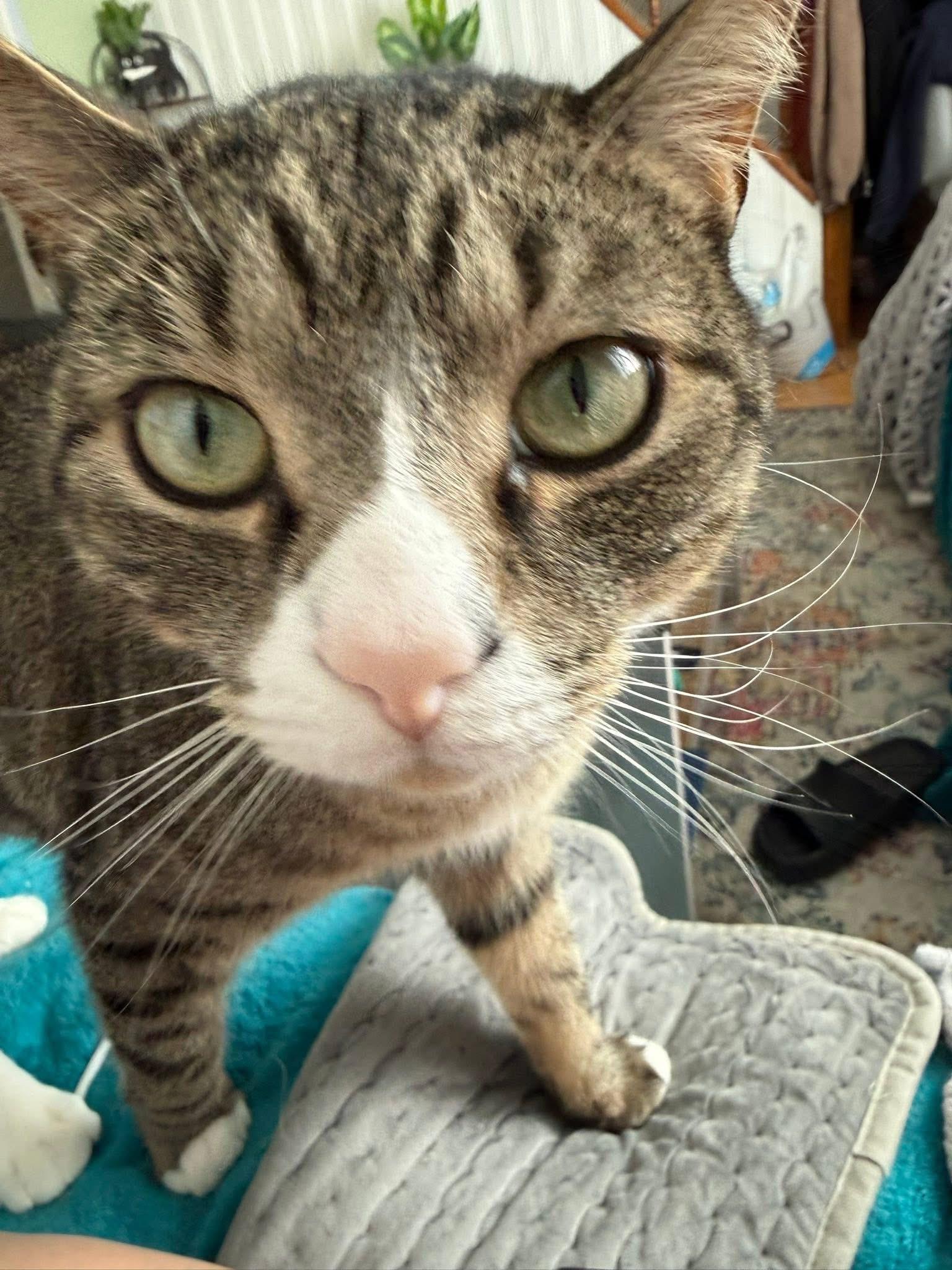Squirt, an adopted Domestic Short Hair in Enfield, CT image 1/5