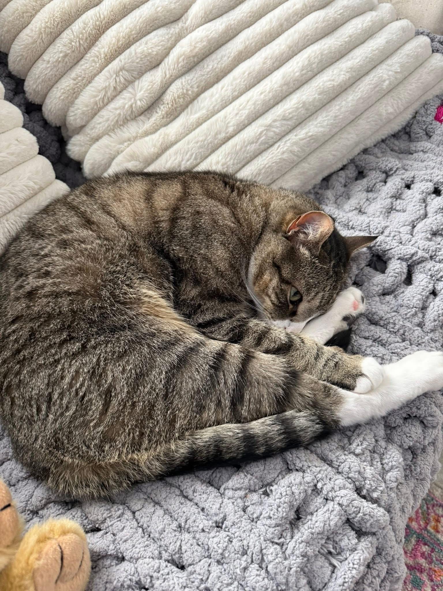 Squirt, an adopted Domestic Short Hair in Enfield, CT image 3/5