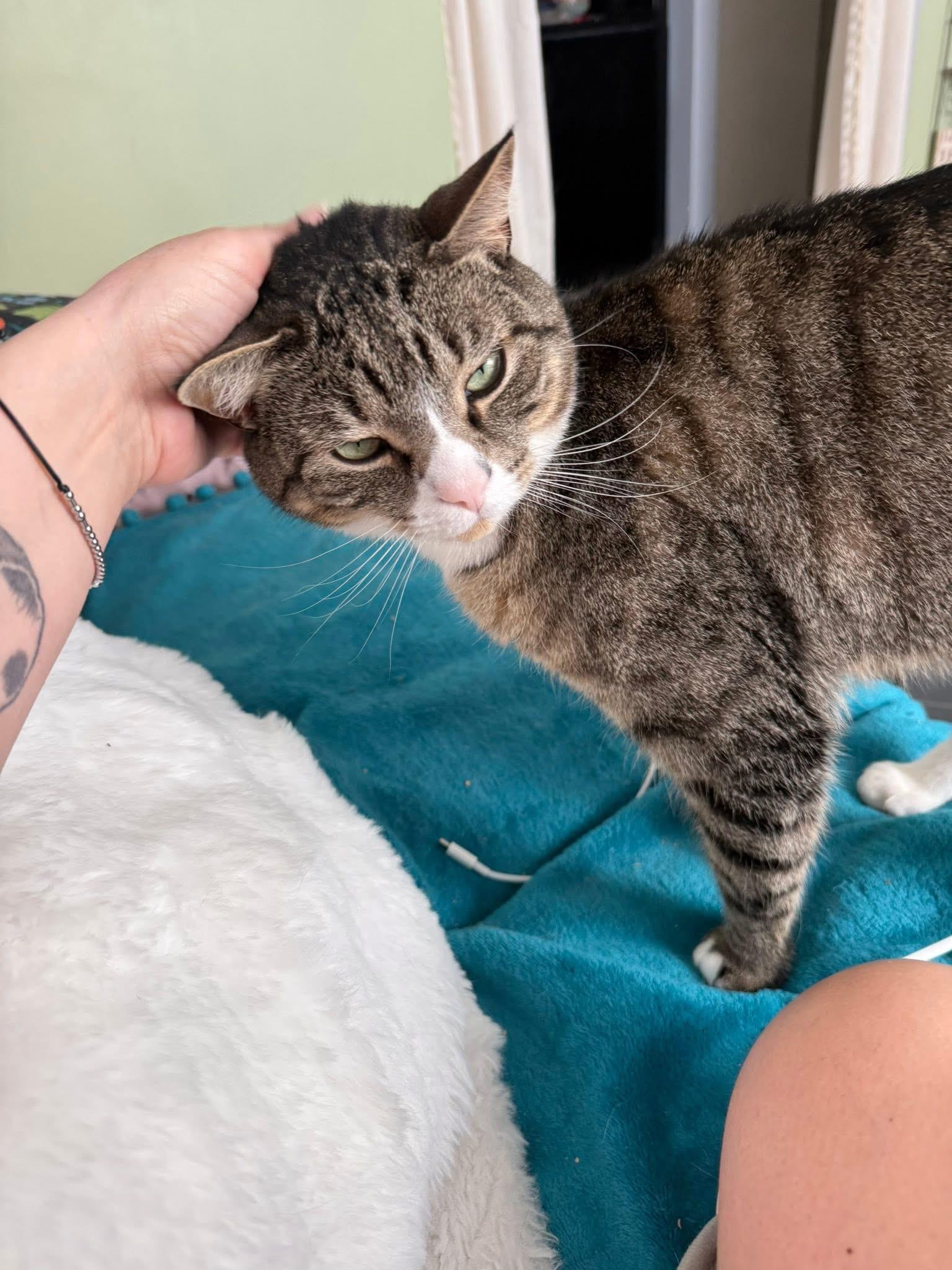 Squirt, an adopted Domestic Short Hair in Enfield, CT image 2/5