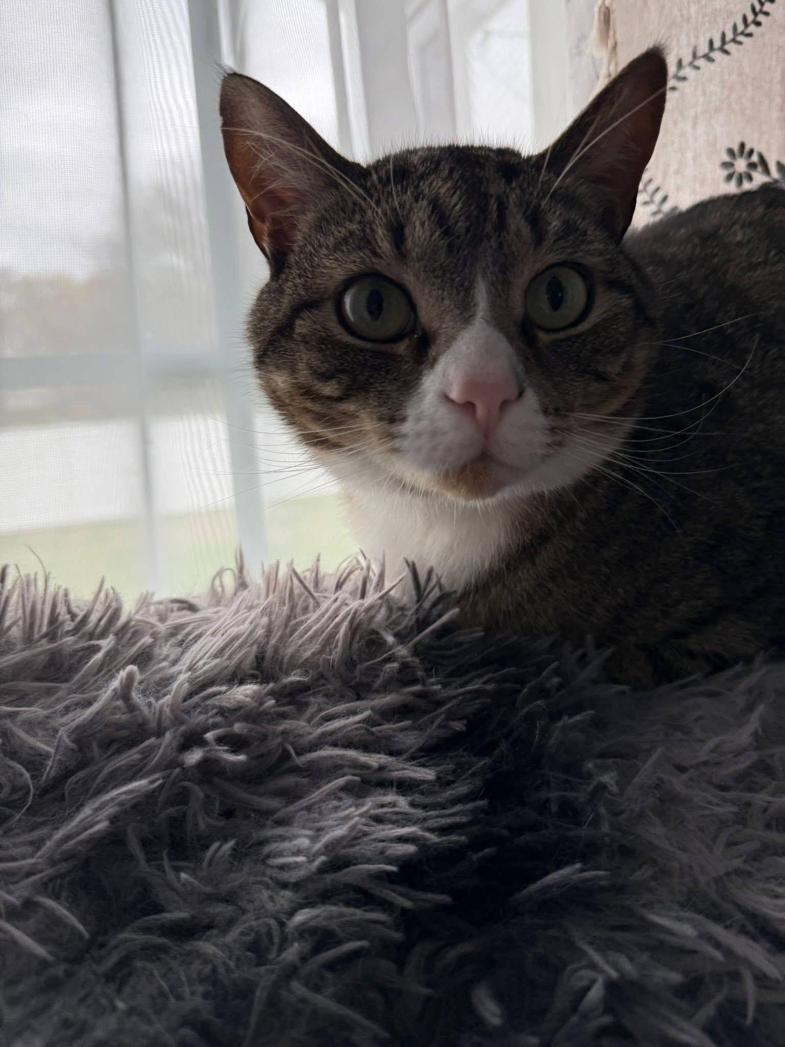 Squirt, an adopted Domestic Short Hair in Enfield, CT image 5/5