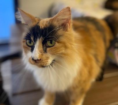Echo, Adopted, Senior Female Domestic Long Hair.