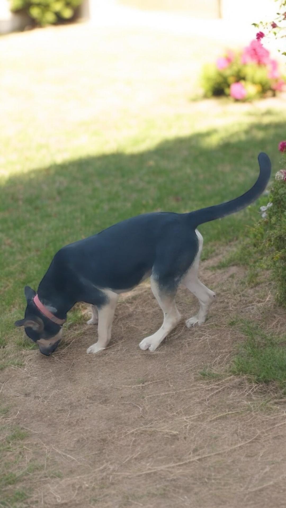 King, a Adoptable mixed breed in Locust Grove, VA image 3/3
