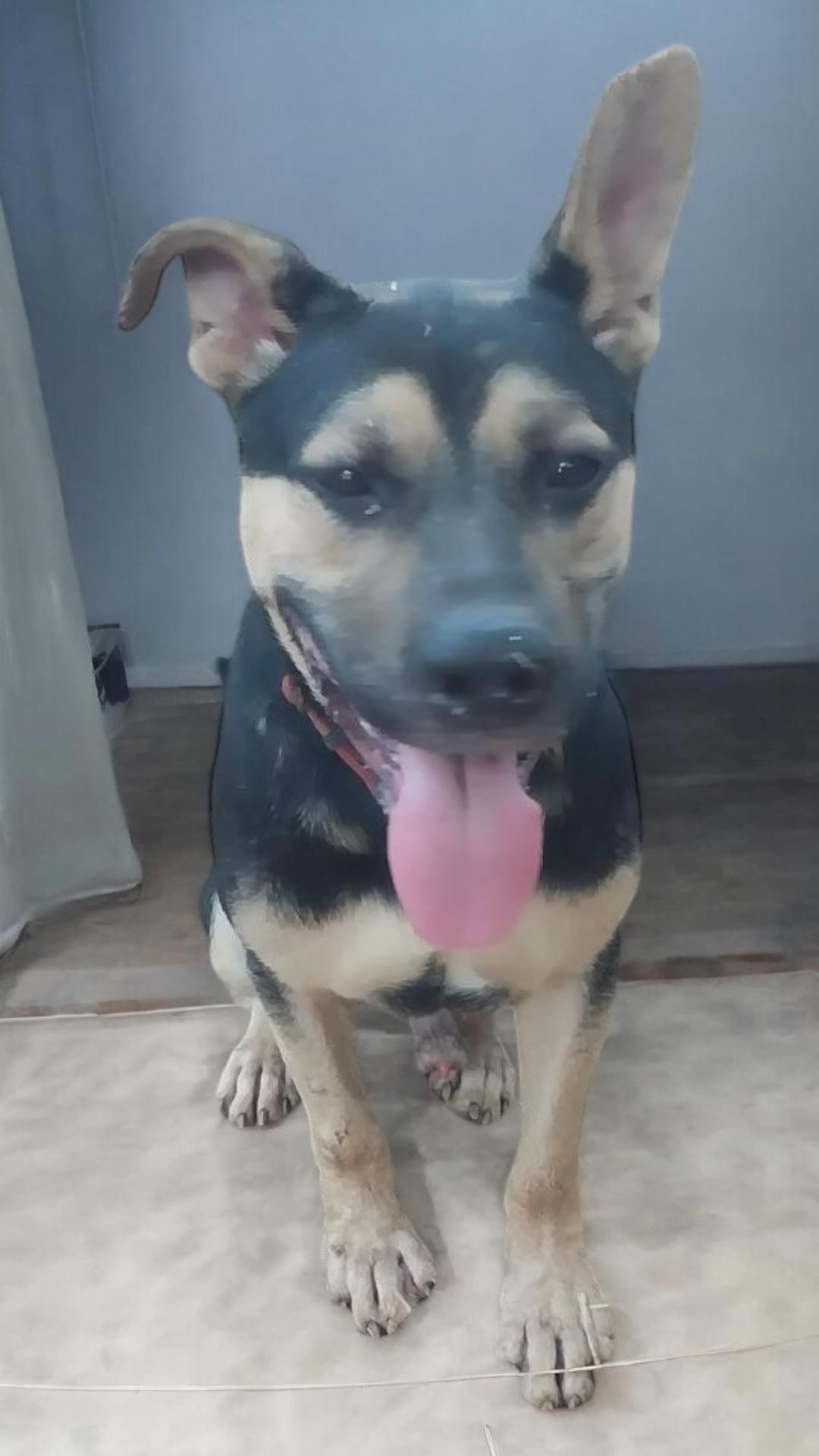 King, a Adoptable mixed breed in Locust Grove, VA image 1/3