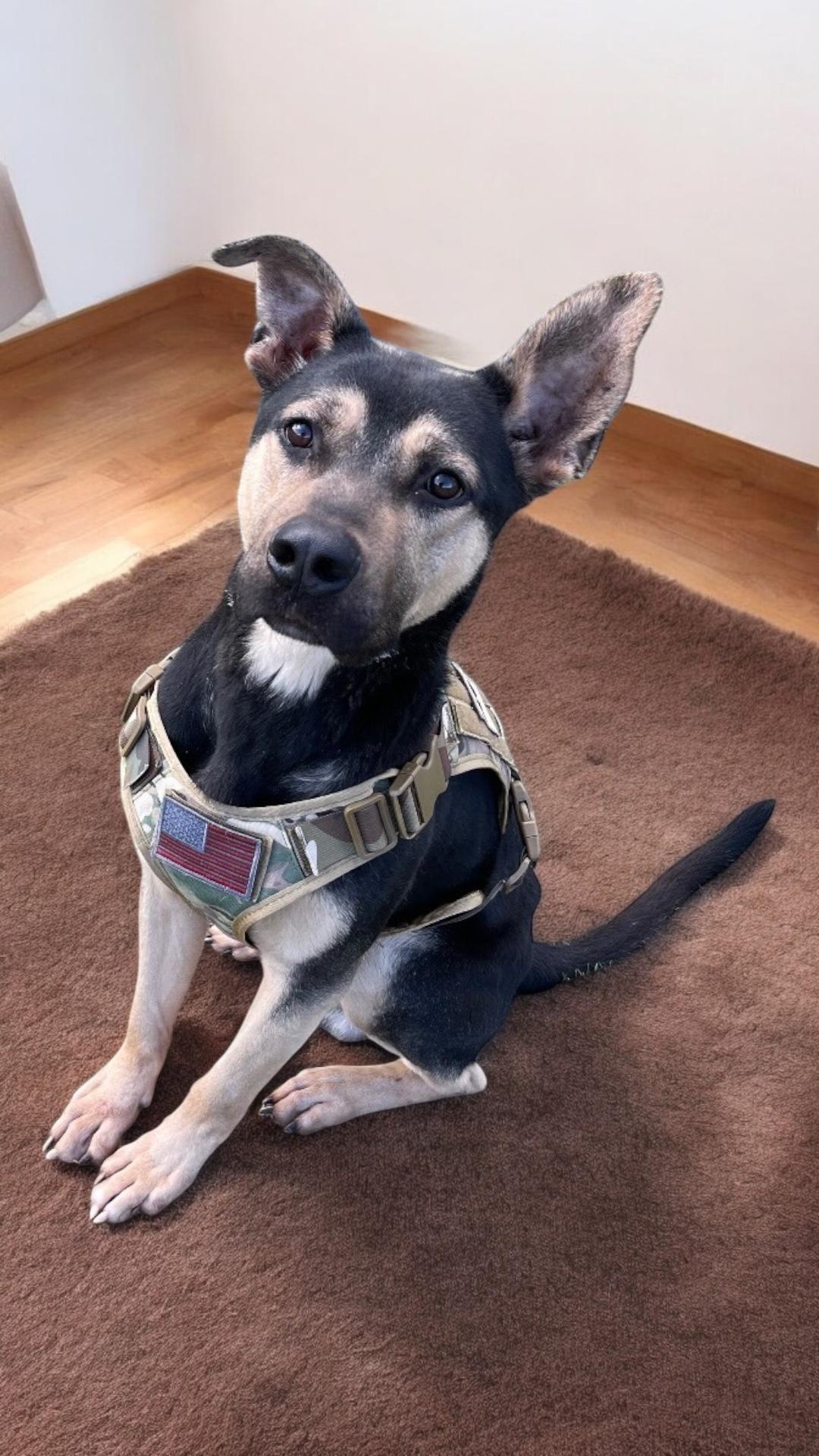 King, a Adoptable mixed breed in Locust Grove, VA image 2/3