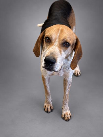 Rufus (HW+), Adoptable, Adult Male Treeing Walker Coonhound & Mixed Breed.
