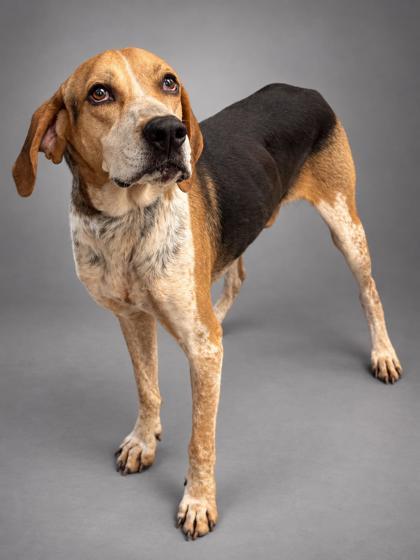 Enlarge Rufus (HW+), a Adoptable mixed breed in Bowling Green, KY image 2/3