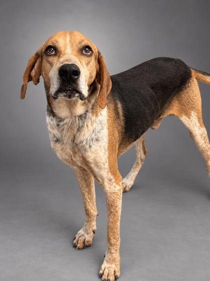 Enlarge Rufus (HW+), a Adoptable mixed breed in Bowling Green, KY image 3/3