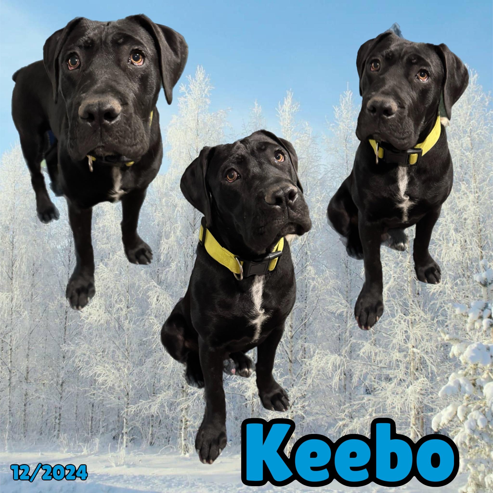 Keebo, Adopted, Young Male Boerboel & Cane Corso.