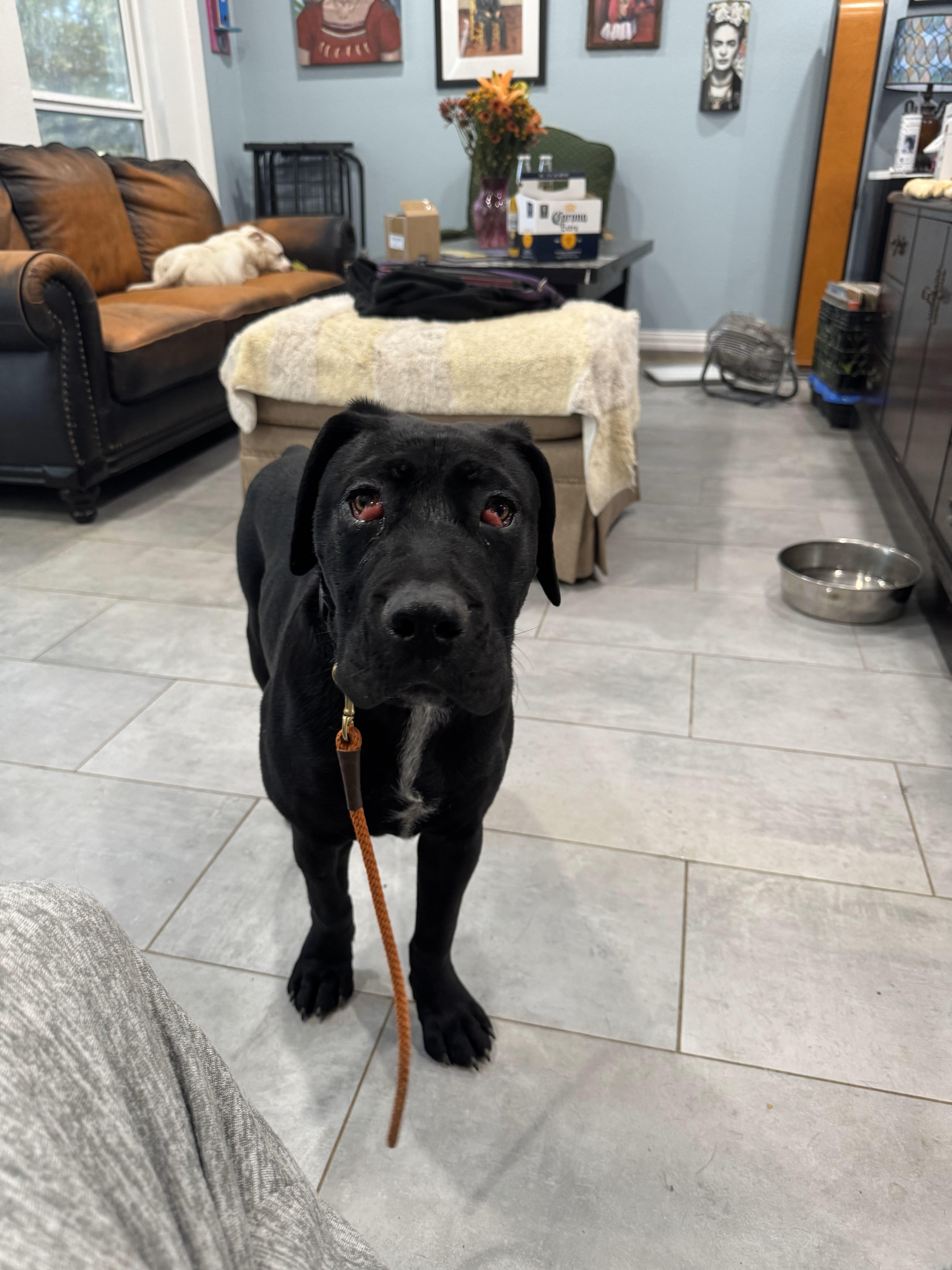 Enlarge Keebo, a Adopted mixed breed in Pantego, TX image 2/3