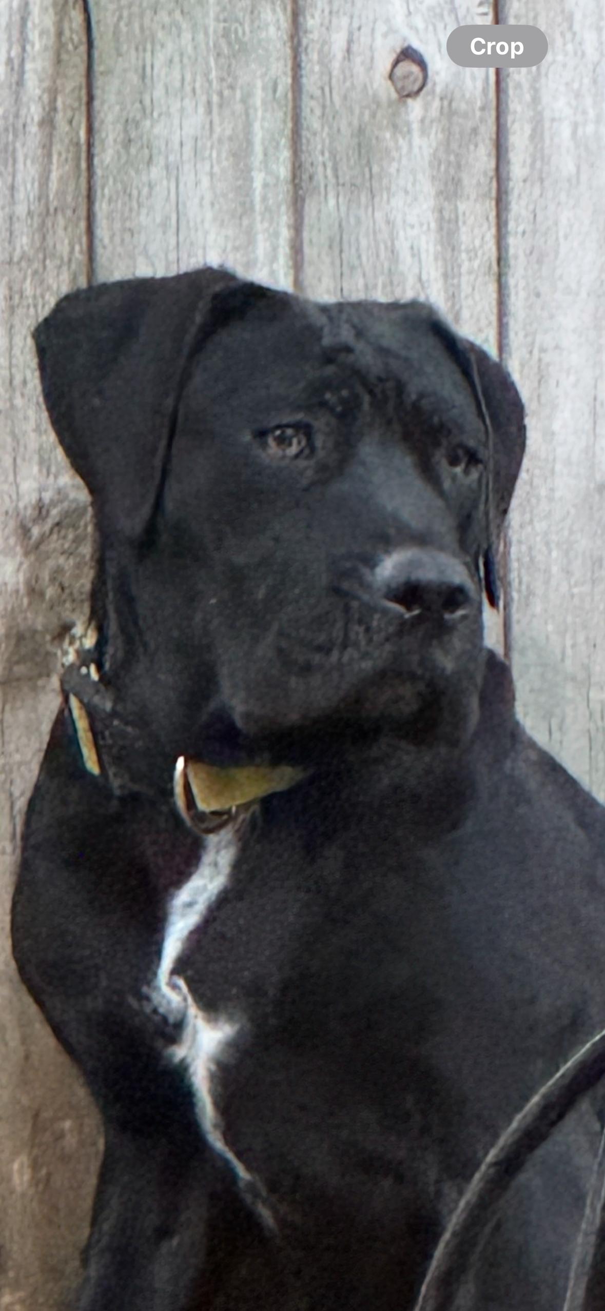 Enlarge Keebo, a Adopted mixed breed in Pantego, TX image 3/3