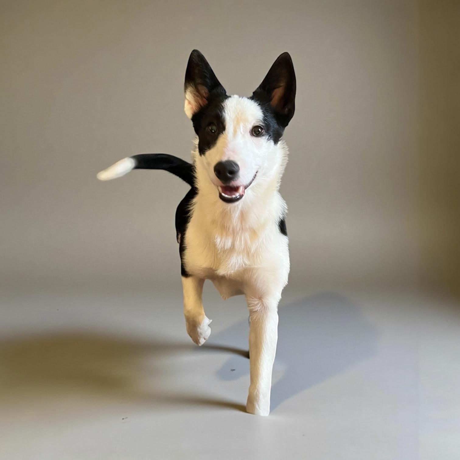 Roxy , adopted, Puppy Female Border Collie & Corgi.