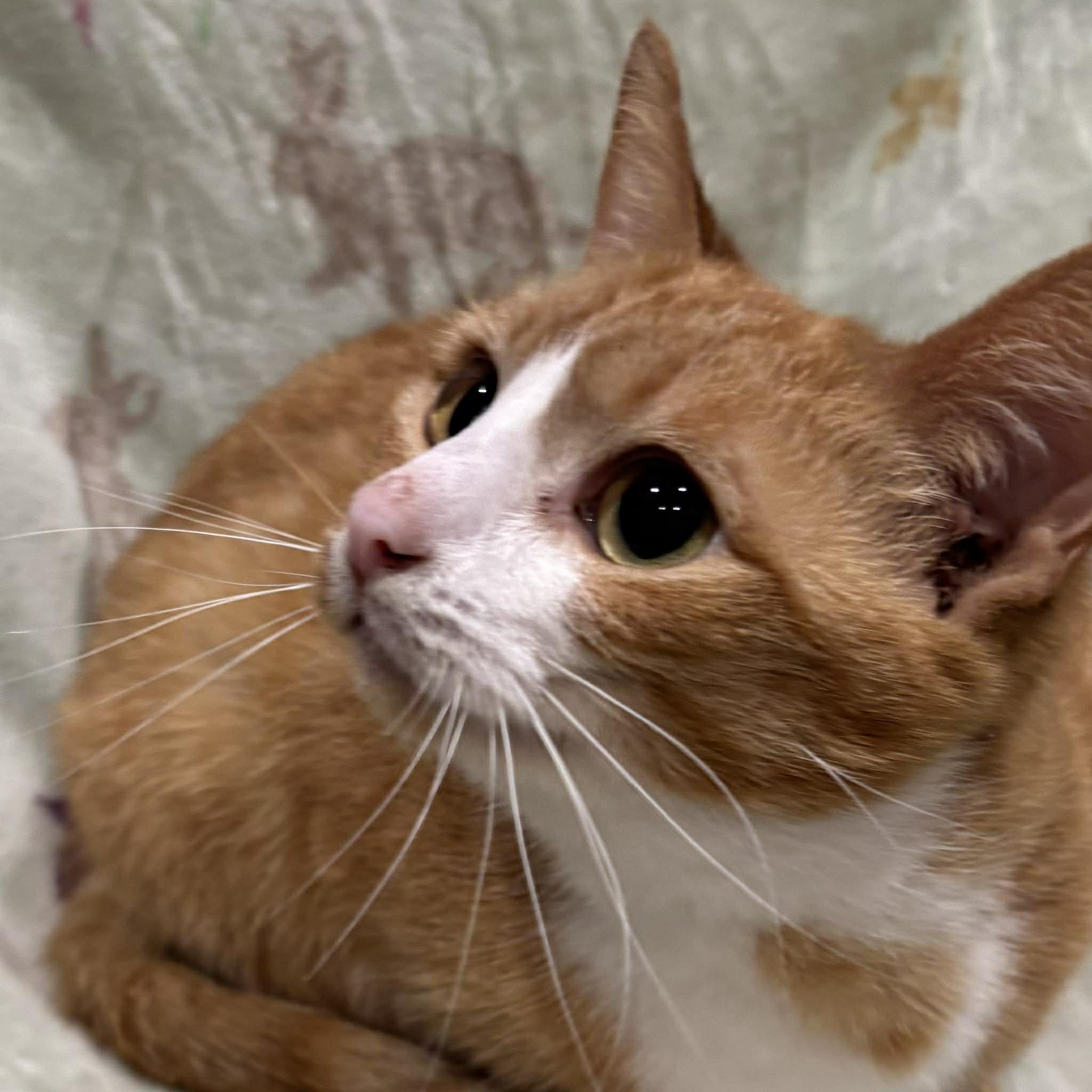 BRIE, a Adoptable Domestic Short Hair in Tillsonburg, ON image 3/6