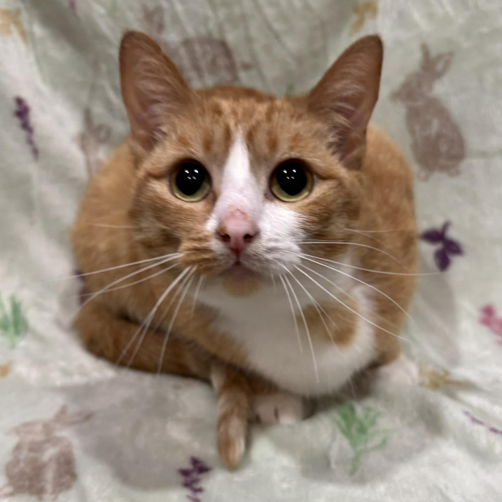 BRIE, a Adoptable Domestic Short Hair in Tillsonburg, ON image 2/6