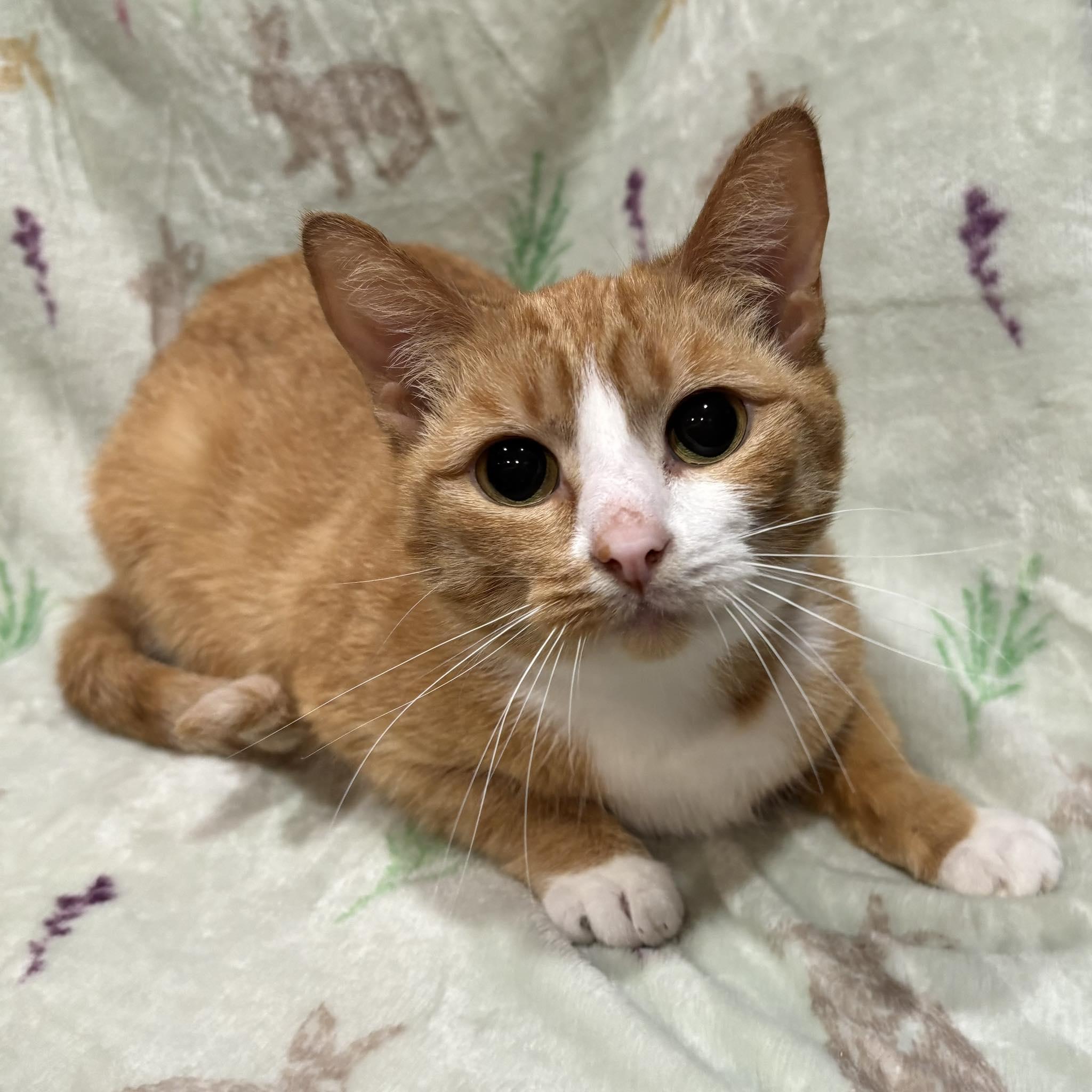 BRIE, a Adoptable Domestic Short Hair in Tillsonburg, ON image 1/6