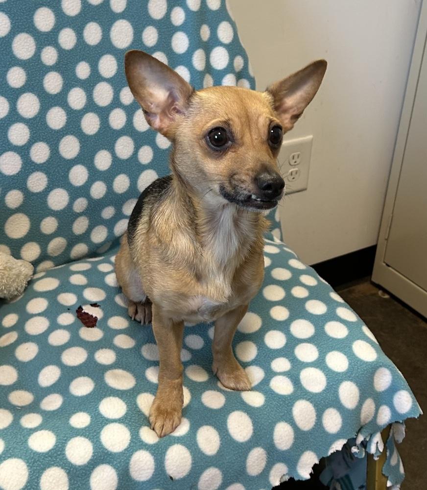 Enlarge jolie, a Adoptable mixed breed in Cedartown, GA image 1/1